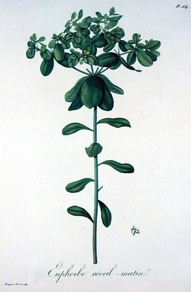 Euphorbia Helioscopia（ジョセフ・ロック（1772-1850）による「Phytographie Medicale」（1821年出版）より）（彫刻版 作： L.F.J. Hoquart
