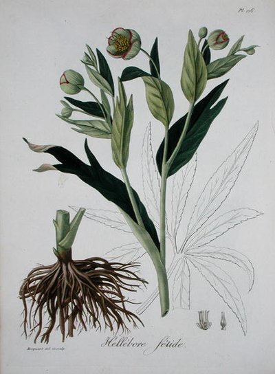 Helleborus Foetidus（ジョセフ・ロック（1772-1850）著「Phytographie Medicale」（1821年刊）より）（図版 作： L.F.J. Hoquart