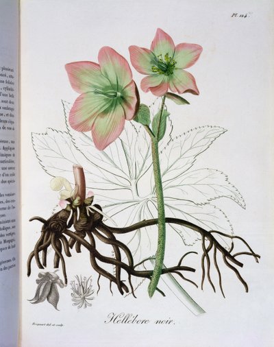 1821年に出版されたジョセフロケス（1772-1850）による「フィトグラフィーメディカル」のクリスマスニジェール 作： L.F.J. Hoquart