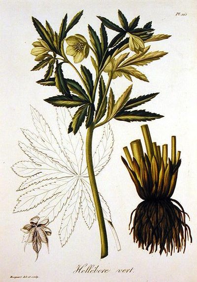 Helleborus Viridis（ジョセフ・ロック（1772-1850）著「Phytographie Medicale」（1821年出版）より）（彫刻版 作： L.F.J. Hoquart