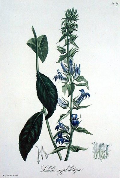 ジョセフ・ロック（1772-1850）が1821年に出版した「Phytographie Medicale」に掲載されたLobelia Siphilitica（彫刻）。 作： L.F.J. Hoquart