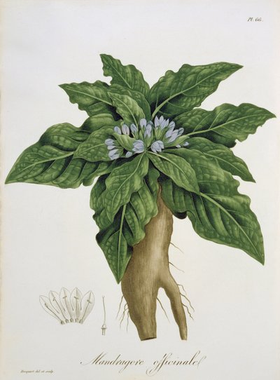 1821年に出版されたジョセフ・ロックス（1772-1850）による「Phytographie Medicale」からのマンドラゴラ・オフィシナルム 作： L.F.J. Hoquart