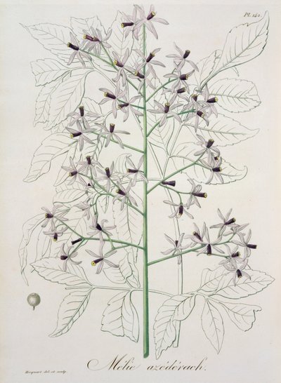 1821年に出版されたジョセフロック（1772-1850）による「植物誌医学」のメリアアゼダラク 作： L.F.J. Hoquart