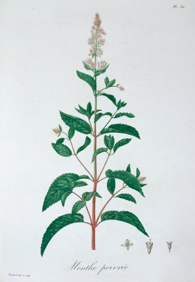 Mentha Piperita ペパーミント, 1821 作： LFJ Hoquart