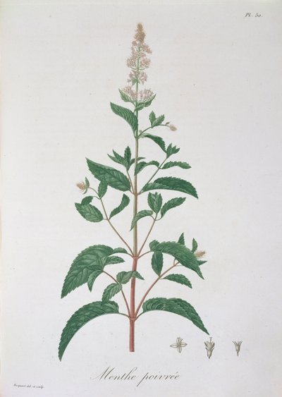 1821年に出版されたジョセフ・ロックス（1772-1850）による「フィトグラフィーメディカル」のメンサ・ピペリタ 作： L.F.J. Hoquart