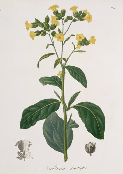 1821年に出版されたジョセフ・ロックス（1772-1850）による「Phytographie Medicale」のニコティアナ 作： L.F.J. Hoquart