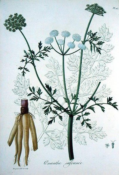 Oeanthe Crocata（ジョセフ・ロック（1772-1850）の「Phytographie Medicale」より）1821年に出版された（エングレーヴィング）。 作： L.F.J. Hoquart