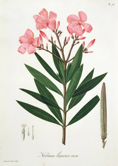 1821年に出版されたジョセフロック（1772-1850）による「植物誌医学」のオレアンダー 作： L.F.J. Hoquart