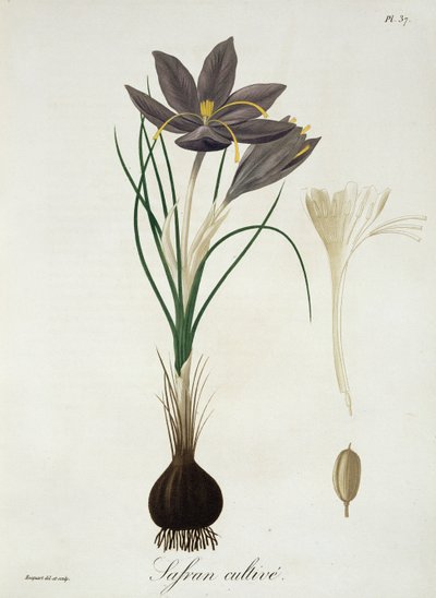 1821年に出版されたジョセフ・ロックス（1772-1850）による「Phytographie Medicale」のサフランクロッカス 作： L.F.J. Hoquart