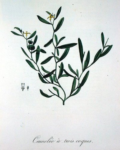 ジョセフ・ロック（1772-1850）が1821年に出版した「Phytographie Medicale」に掲載されている3つの貝殻のカメリア（エングレービング 作： L.F.J. Hoquart