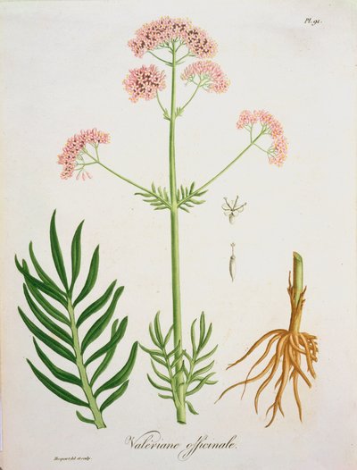 1821年に出版されたジョセフロック（1772-1850）による「植物誌医学」のバレリアン 作： L.F.J. Hoquart