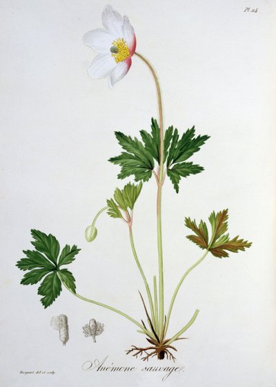 1821年に出版されたジョセフロック（1772-1850）による「植物誌医学」のウッドアネモネ 作： L.F.J. Hoquart