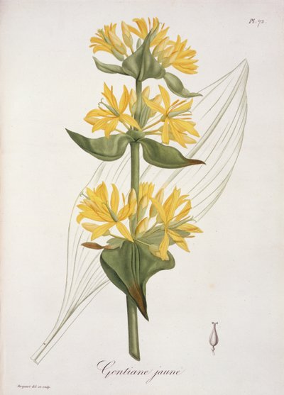 1821年に出版された、ジョセフ・ロックス（1772-1850）による「Phytographie Medicale」の黄色のジェンティアン 作： L.F.J. Hoquart
