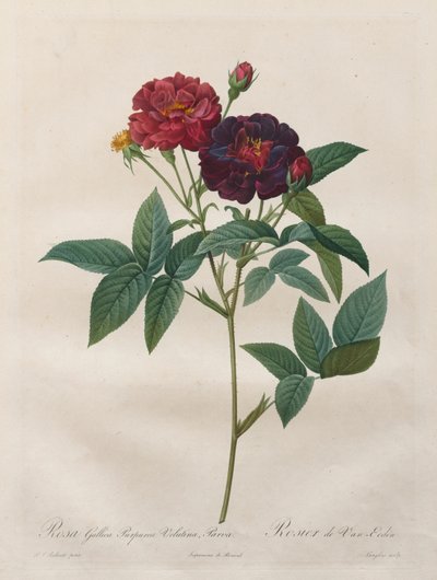 The Roses: Rosa Gallica Purpurea Velutina Parva, 1817-1824. 作： Langlois