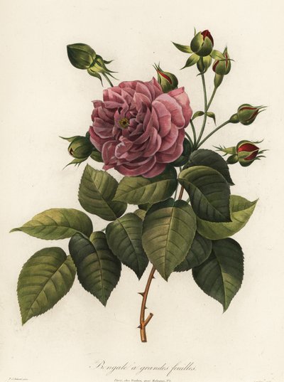 ベンガル ローズ、Rosa chinensis 品種、大葉のベンガル 作： Langlois Langlois