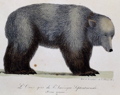 グレイベア（Ursus griseus）、「Voyage pittoresque autour du monde」より 作： Langlume Langlume