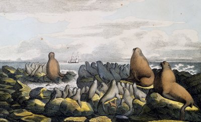 アラスカ・セントポール島の海熊（『Voyage pittoresque autour du monde』より 作： Langlume Langlume
