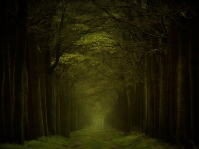 暗い森の小道 作： Lars van de Goor †