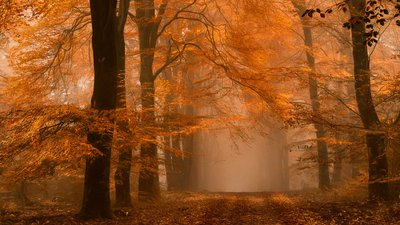  作： Lars van de Goor †