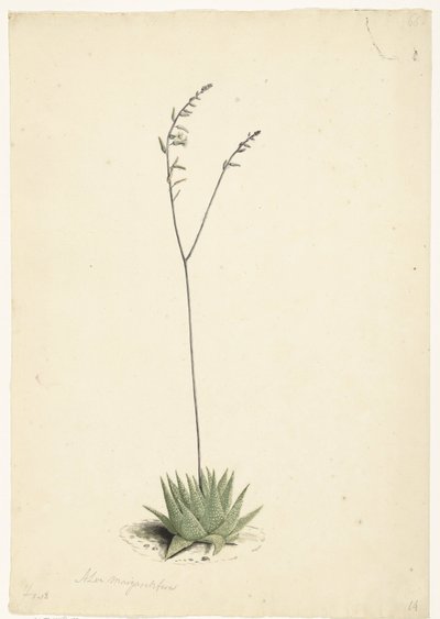 開花アロエ 作： Laurens Vincentsz. van der Vinne