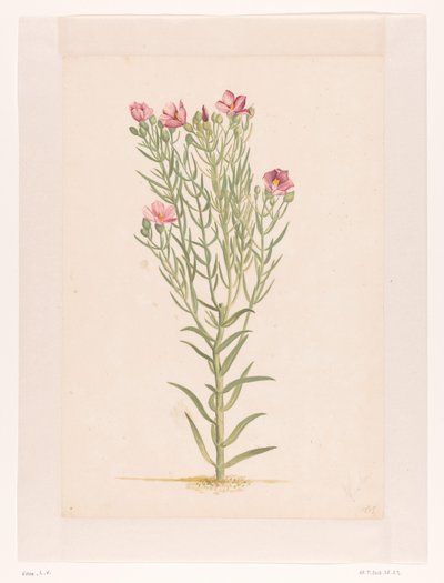 ピンクの花を持つ植物 (オブジェクトのタイトル) 作： Laurens Vincentsz. van der Vinne