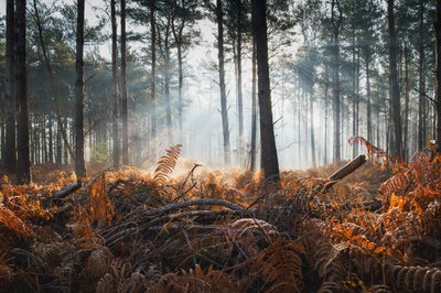 シダと霧、2024年（写真） 作： 