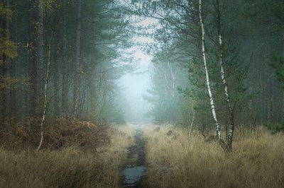 チューリップ、2023年（写真） 作： 