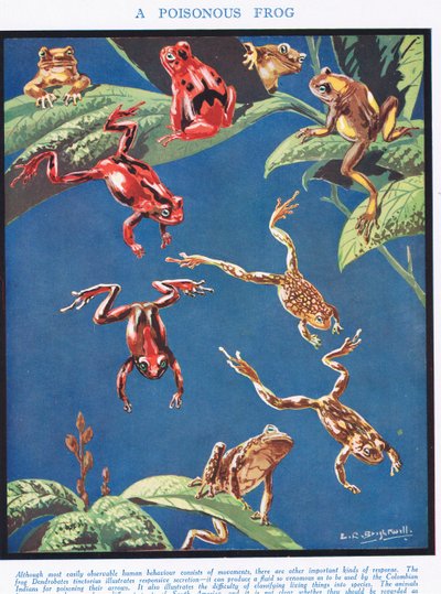 毒カエル、「生命の科学」のイラスト 作： Leonard Robert Brightwell