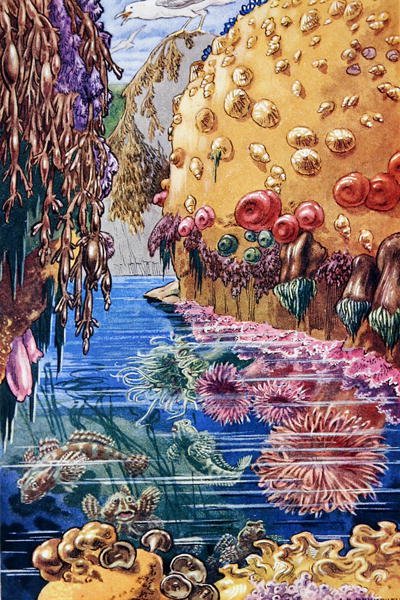 1947年に印刷された「Sea-Shore Life in Britain」のイラスト（カラーリトグラフ）。 作： Leonard Robert Brightwell