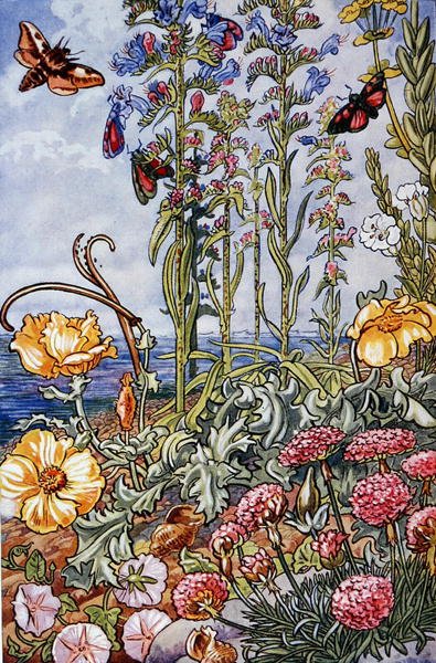 1947年に印刷された「Sea-Shore Life in Britain」のイラスト（カラーリトグラフ）。 作： Leonard Robert Brightwell