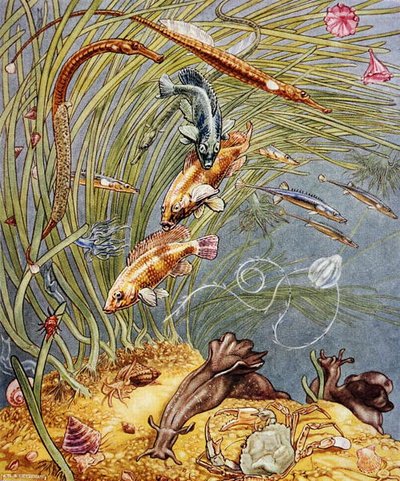 1947年に印刷された「Sea-Shore Life in Britain」のイラスト（カラーリトグラフ）。 作： Leonard Robert Brightwell