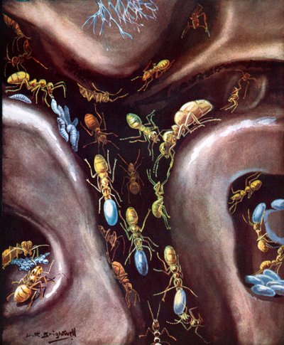  作： Leonard Robert Brightwell