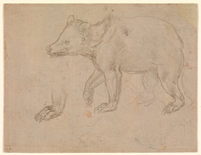 歩くクマ 作： Leonardo da Vinci