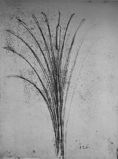 まかり通って、c1480 1945 作： Leonardo da Vinci