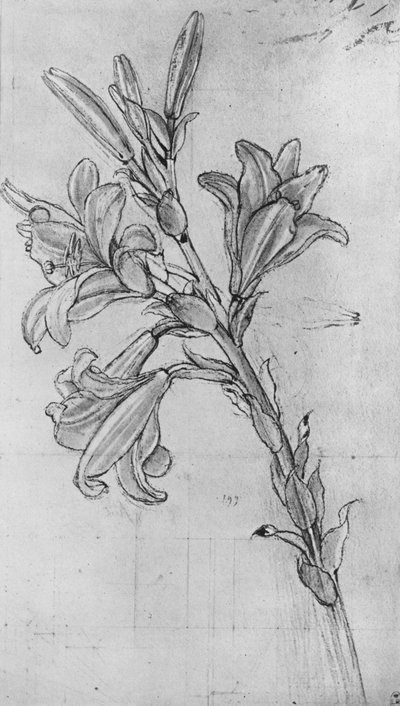 リリー、c1480 1945 作： Leonardo da Vinci