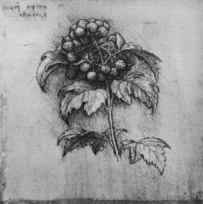 植物のスプレー、c1480 1945 作： Leonardo da Vinci