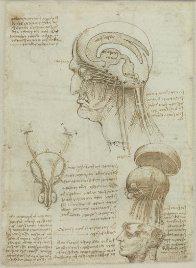 1506年から1508年にかけての解剖図とメモを含む写本シート。 作： Leonardo da Vinci