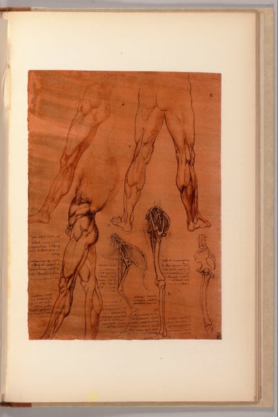 「解剖学ノート」のページ、I-VI、1911-16 作： Leonardo da Vinci
