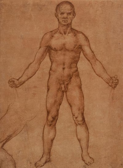 正面を向いた立っている人のヌード研究 作： Leonardo da Vinci