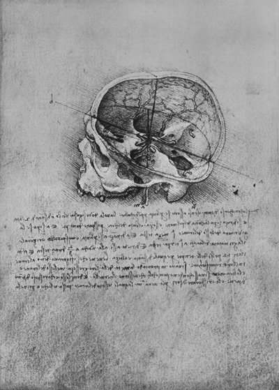 左の頭蓋骨の解剖図、c1480 1945 作： Leonardo da Vinci