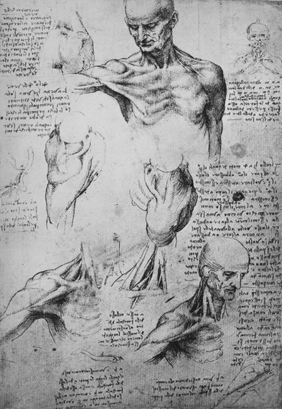 マンの首と肩の解剖図、c1480 1945 作： Leonardo da Vinci