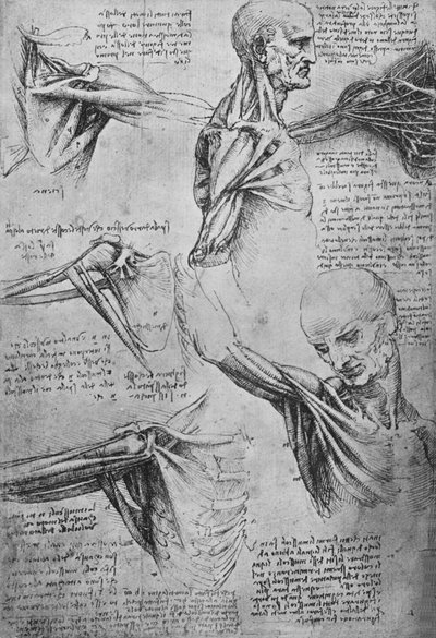 マンの首と肩の解剖学的研究、c1480 1945 作： Leonardo da Vinci