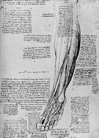 足の筋肉の解剖学的研究、1928 作： Leonardo da Vinci