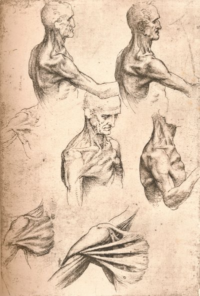 解剖図、c1472-c1519 1883 作： Leonardo da Vinci