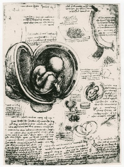 子宮内の人間の胎児の解剖学的スケッチ、c1510 作： Leonardo da Vinci