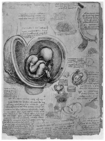 子宮内の人間の胎児の解剖学的スケッチ、c1510 1954 作： Leonardo da Vinci