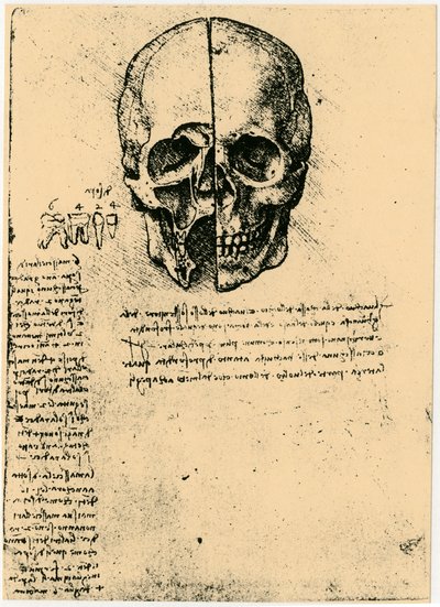 人間の頭蓋骨の解剖学的スケッチ、c1472-1519 作： Leonardo da Vinci