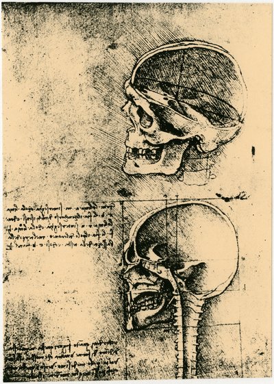 解剖学的スケッチ、人間の頭蓋骨の 2 つの研究、c1489 作： Leonardo da Vinci