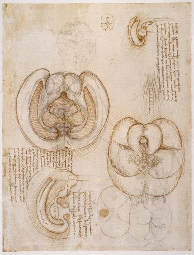 アナトミエステン 作： Leonardo da Vinci
