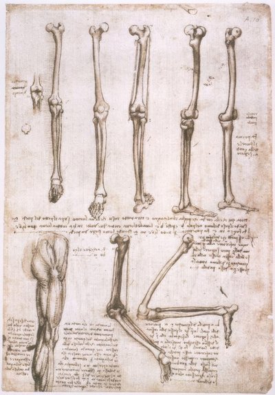 アナトミエステン 作： Leonardo da Vinci